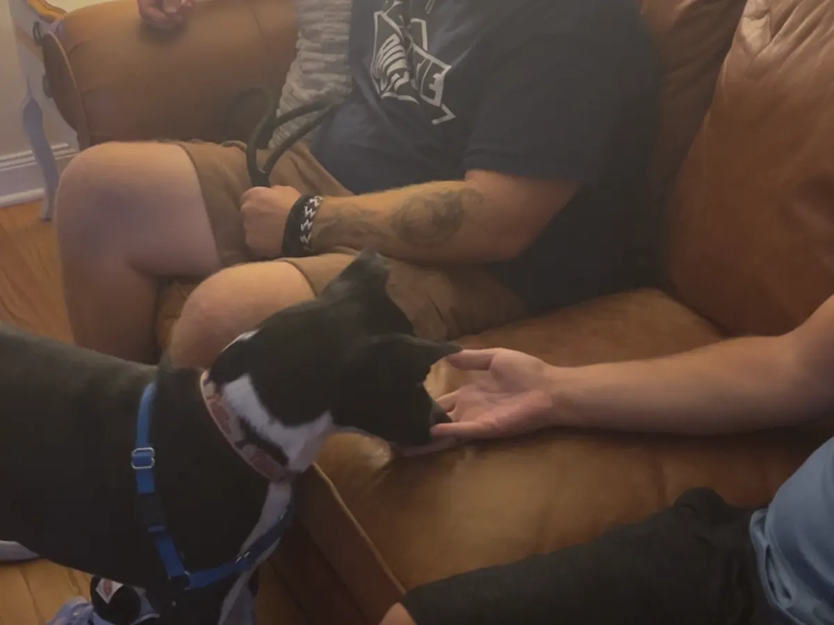 Bowie responds to a touch cue during an in-home training session.