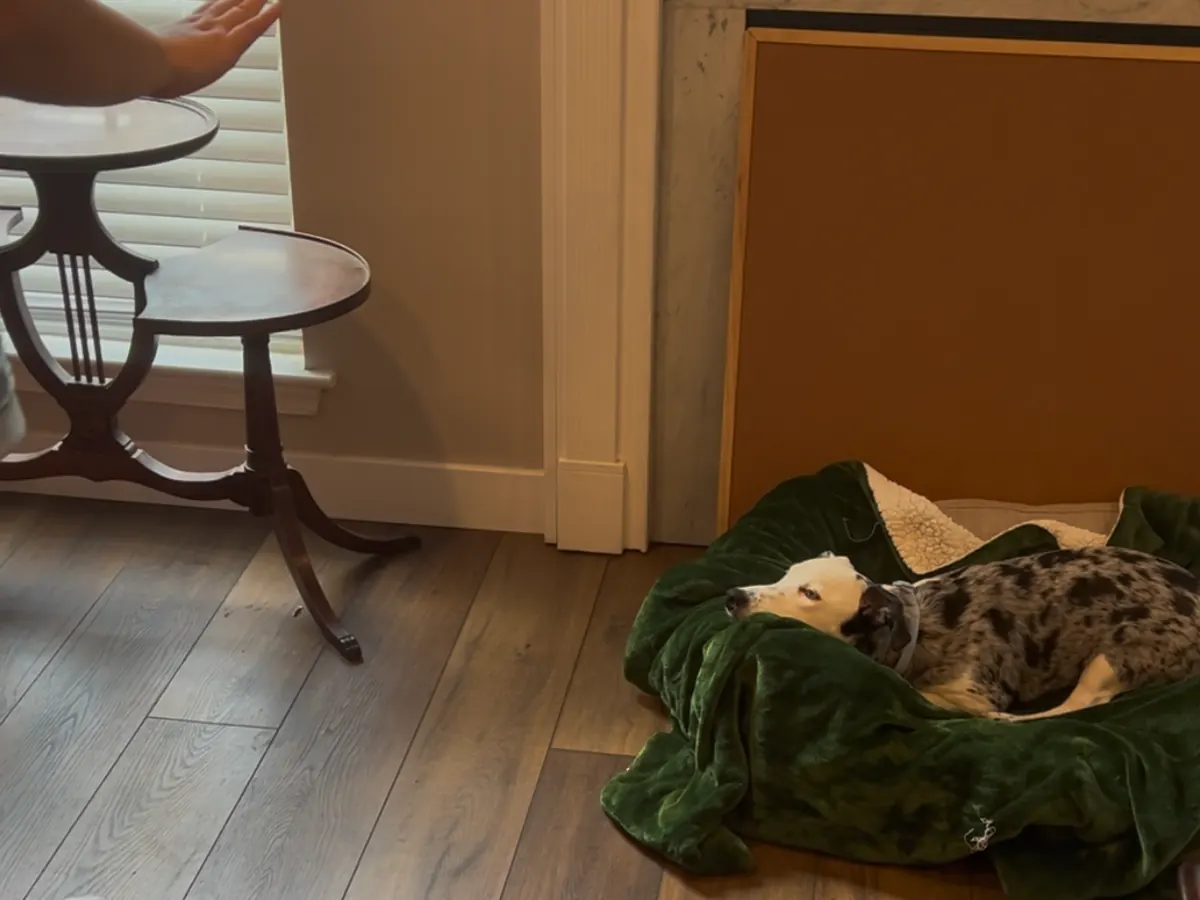 Kipper rests on his bed while a person practices movement near the front door.